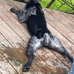 German Shorthaired Pointer puppies from French Creek GSPs