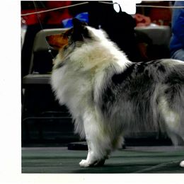 Pip - Collie