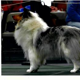 Pip - Collie