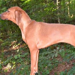 Bluetick Coonhounds and Redbone Coonhounds from Anlon Kennels