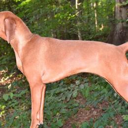Bluetick Coonhounds and Redbone Coonhounds from Anlon Kennels