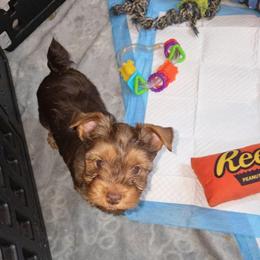 DEX - Chocolate and tan male Yorkshire Terrier puppy in Eastpointe, Michigan from TLC Kennels TenderLittleCuties