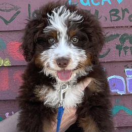 Aussiedoodle Puppies from Crystal Ridge Doodles