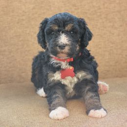 Red Collar Male - Tri-color male Bernedoodle puppy in Scottsboro, Alabama from Dixie Land Doodles