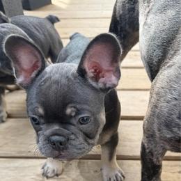 Tonka - Blue male French Bulldog puppy in Philadelphia, Pennsylvania from Kiki Leigh Frenchies
