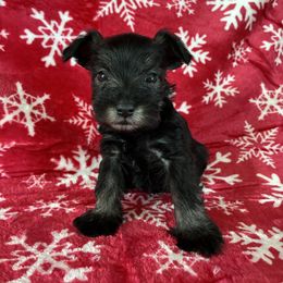 Dasher Genetically Clear - Salt and pepper male Miniature Schnauzer puppy in Klingerstown, Pennsylvania from Clay Hill Kennels