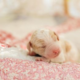 Poodle Puppies from Setting the Standard Poodles