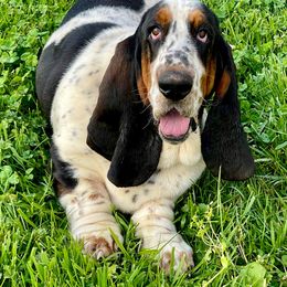 Louie - Basset Hound