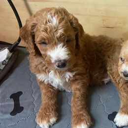 Goldendoodles from Doodle Paws