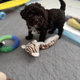 Sally - Chocolate female Yorkipoo puppy in Waldorf, Maryland from Luv My Yorkies, LLC