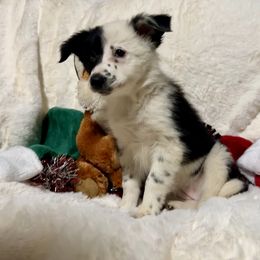 Sabrina - Black and white female Border Collie puppy in Madisonville, Tennessee from WW Stock Farm