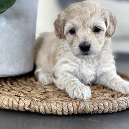 Maltipoo, Shichon, and Shihpoo Puppies from Timbercreek Puppies
