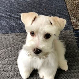 Miniature Schnauzers from Misti's Miniature Schnauzers