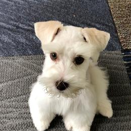 Miniature Schnauzers from Misti's Miniature Schnauzers