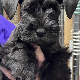 Miniature Schnauzer puppies from Warchex