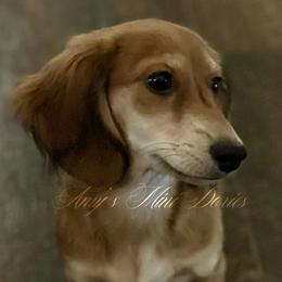 Anna - Dachshund