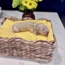 Blue boy - Cream male Dachshund puppy in Fallon, Nevada from Silver State Dachshunds