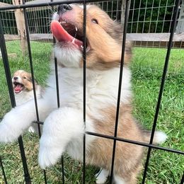 Shetland Sheepdog Puppies from Cheri Spangler's Shetland Sheepdogs