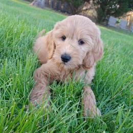 Polly - Apricot female Goldendoodle puppy in Georgetown, Tennessee from Georgetown Designer & Purebred Puppies