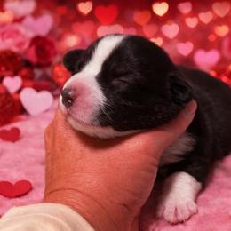 Sid - Black and white male Cardigan Welsh Corgi puppy in Kerens, West Virginia from Leather & Lace