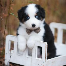 Gretchen - Black tri-color female Australian Shepherd puppy in Georgetown, Texas from River Reign Australian Shepherds