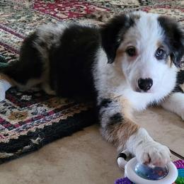 Boy 1 Oscar $2200 - Blue merle Border Collie puppy in Morgan, Texas from Shooting Star Ranch