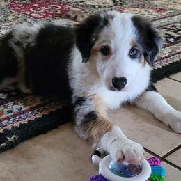 Boy 1 Oscar $2200 - Blue merle Border Collie puppy in Morgan, Texas from Shooting Star Ranch