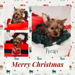 Yorkshire Terrier Puppies from Baby Blue Yorkies