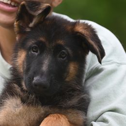 German Shepherd Puppies from Riverline Shepherds