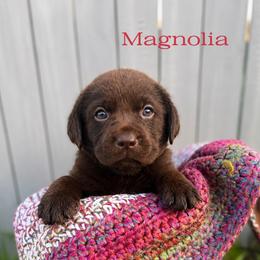 Magnolia - Chocolate female Dilute Retriever puppy in Baldwin City, Kansas from Hedge Lane Labradors