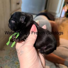 Buzz Lightyear - Black male French Bulldog puppy in Strunk, Kentucky from Waters Edge French Bulldogs LLC