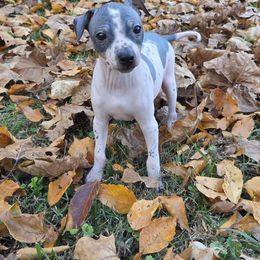 Boy 3 - male American Hairless Terrier puppy in Alabama from Flipside Dogs