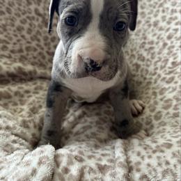 Juno - Blue male American Pit Bull Terrier puppy in Frederick, Maryland from •Wyngate Pits•