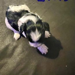 Girl 2 - Parti female Yorkshire Terrier puppy in Eddyville, Kentucky from Paw-Perfect Palace