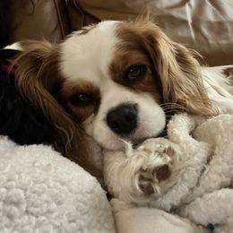 Raja - Cavalier King Charles Spaniel