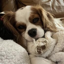 Raja - Cavalier King Charles Spaniel