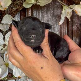 Marley - Black female Goldendoodle puppy in Enumclaw, Washington from Owen-a-Doodle