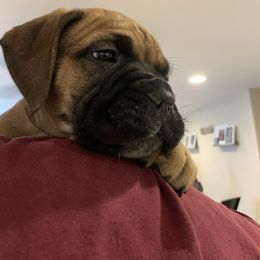 Bullmastiff Puppies from Curnwood’s Bullmastiff’s