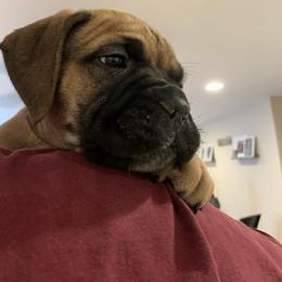 Bullmastiff Puppies from Curnwood’s Bullmastiff’s