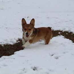 Maple - Pembroke Welsh Corgi