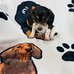 Spot - Piebald male Dachshund puppy in Magnolia, Texas from Carrie’s Countryside Dachshunds