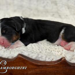 Lamborghini - Tri-color male Bernedoodle puppy in Henry, Illinois from Rowe Farms Doodles