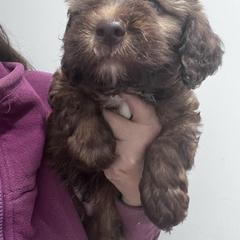 Puppy 3 - Wheaten male Whoodle puppy in Corinth, Maine from Whoodles of Maine