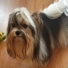 Scotty - Biewer Terrier