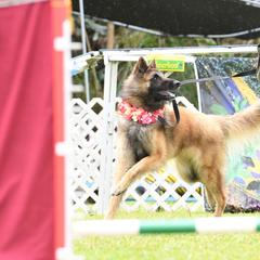Belgian Tervuren All Grown Up from Baulerschmidt Belgians