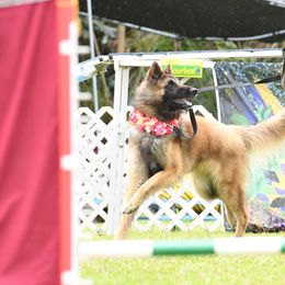 Belgian Tervuren All Grown Up from Baulerschmidt Belgians