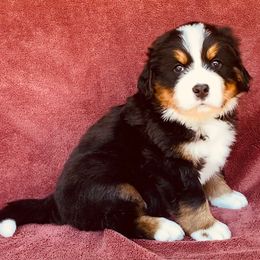 Teal Collar Male - Black rust and white male Bernese Mountain Dog puppy in Bristol, Tennessee from Holston Hollow Farm