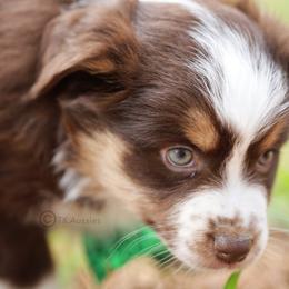 Australian Shepherd, Miniature American Shepherd, Miniature Australian Shepherd, and Toy Australian Shepherd Puppies from TK Standard, Mini, & Toy Aussies