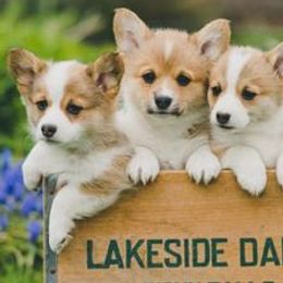 Golden Retrievers and Pembroke Welsh Corgis from Victorious Kennels