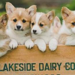 Golden Retrievers and Pembroke Welsh Corgis from Victorious Kennels